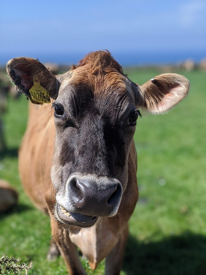 Cows grazing at Sunset Campsite St Just during winter
