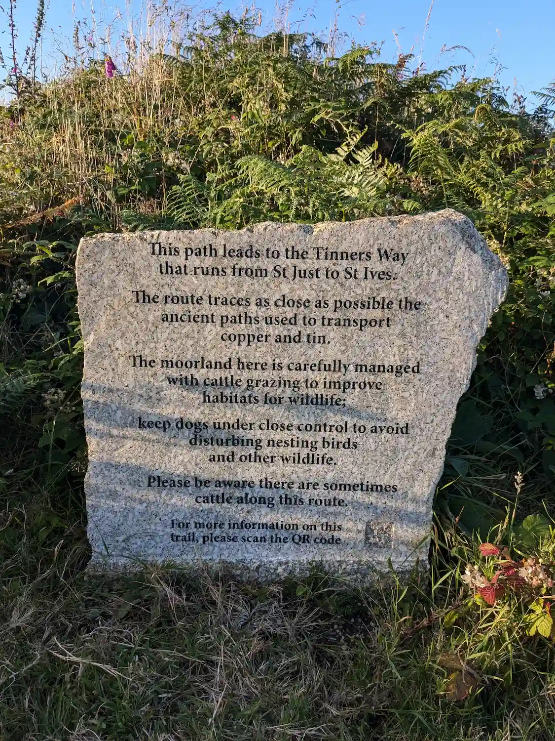 Friendly cows grazing in the campsite field
